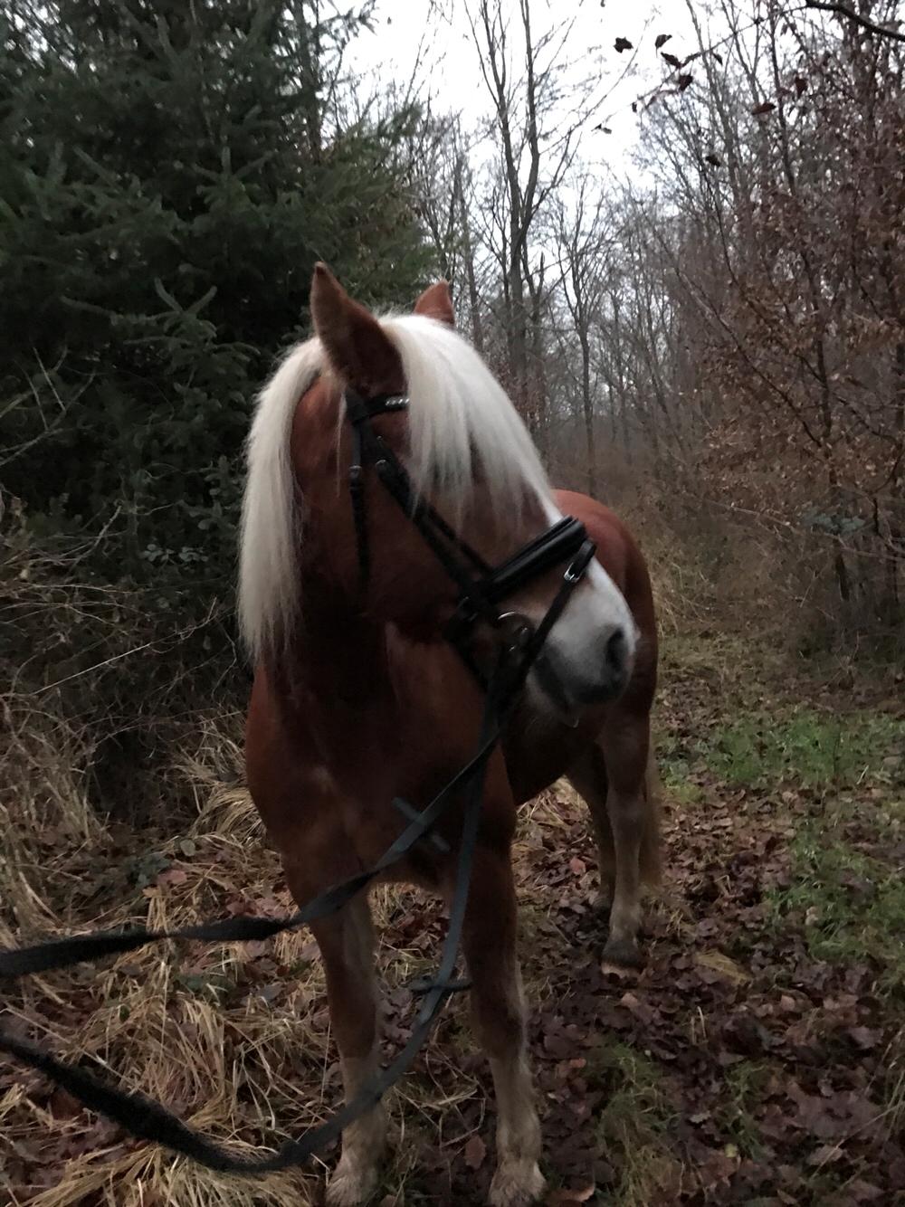 Haflinger KBK 9 Haily billede 4