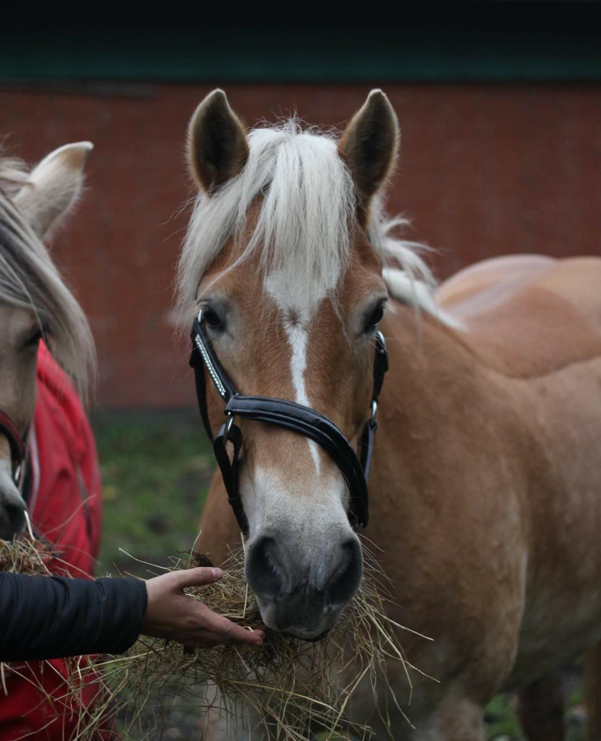 Haflinger Fansera billede 10