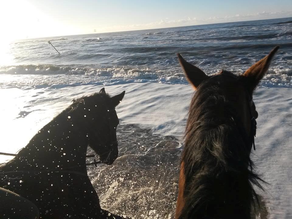 Dansk Varmblod Cheval billede 13