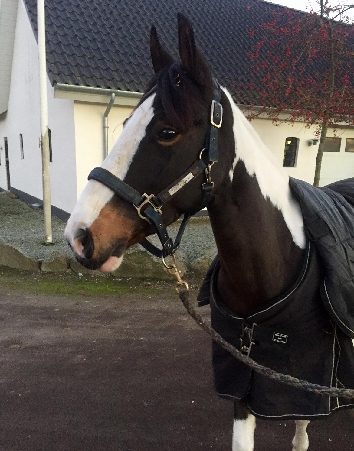 DSP Lady Ammador<3 - B-PONY billede 28