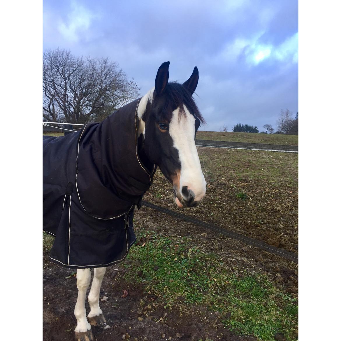 DSP Lady Ammador<3 - B-PONY billede 29