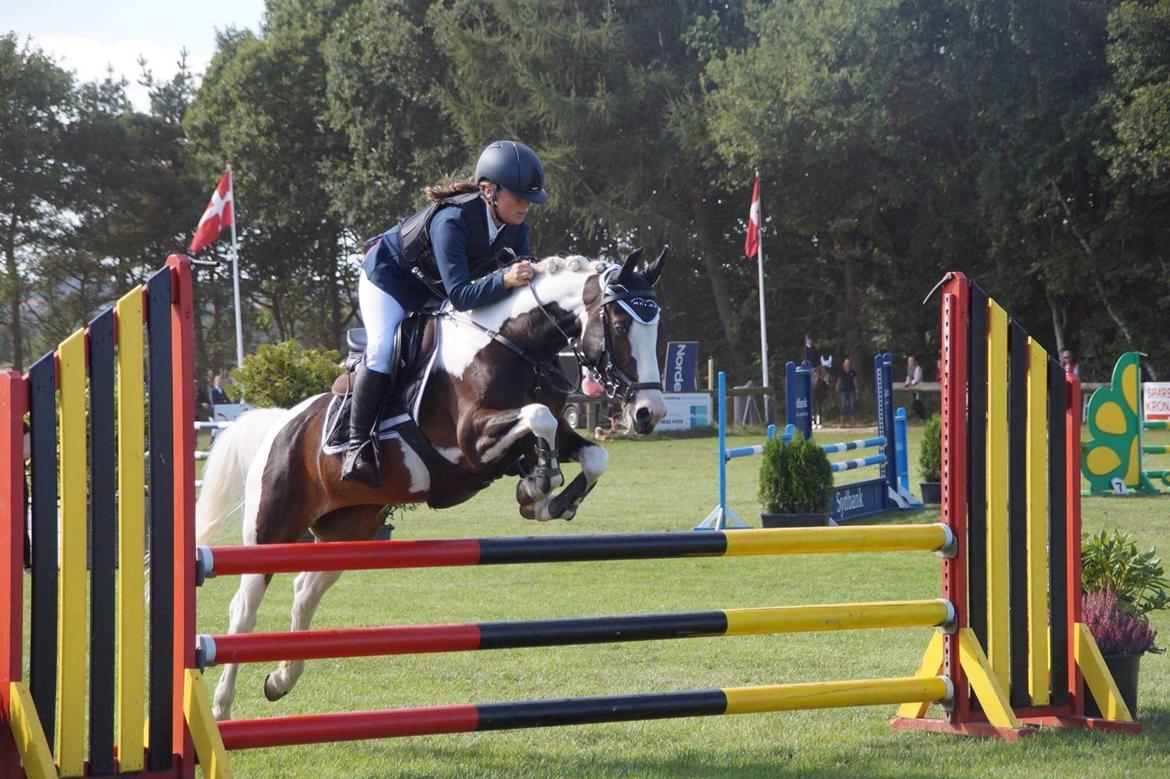 DSP Lady Ammador<3 - B-PONY - Danmarks Cup 2016 billede 5