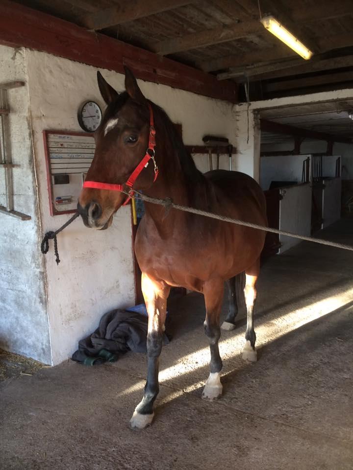 Dansk Varmblod Chanell (Gimpe)  billede 2