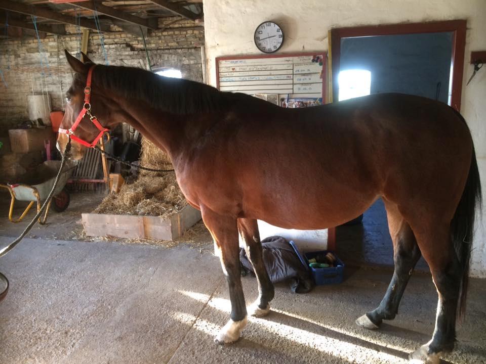 Dansk Varmblod Chanell (Gimpe)  billede 5