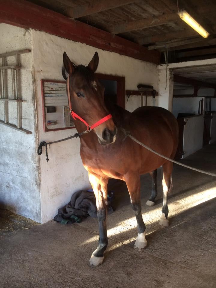 Dansk Varmblod Chanell (Gimpe)  billede 4