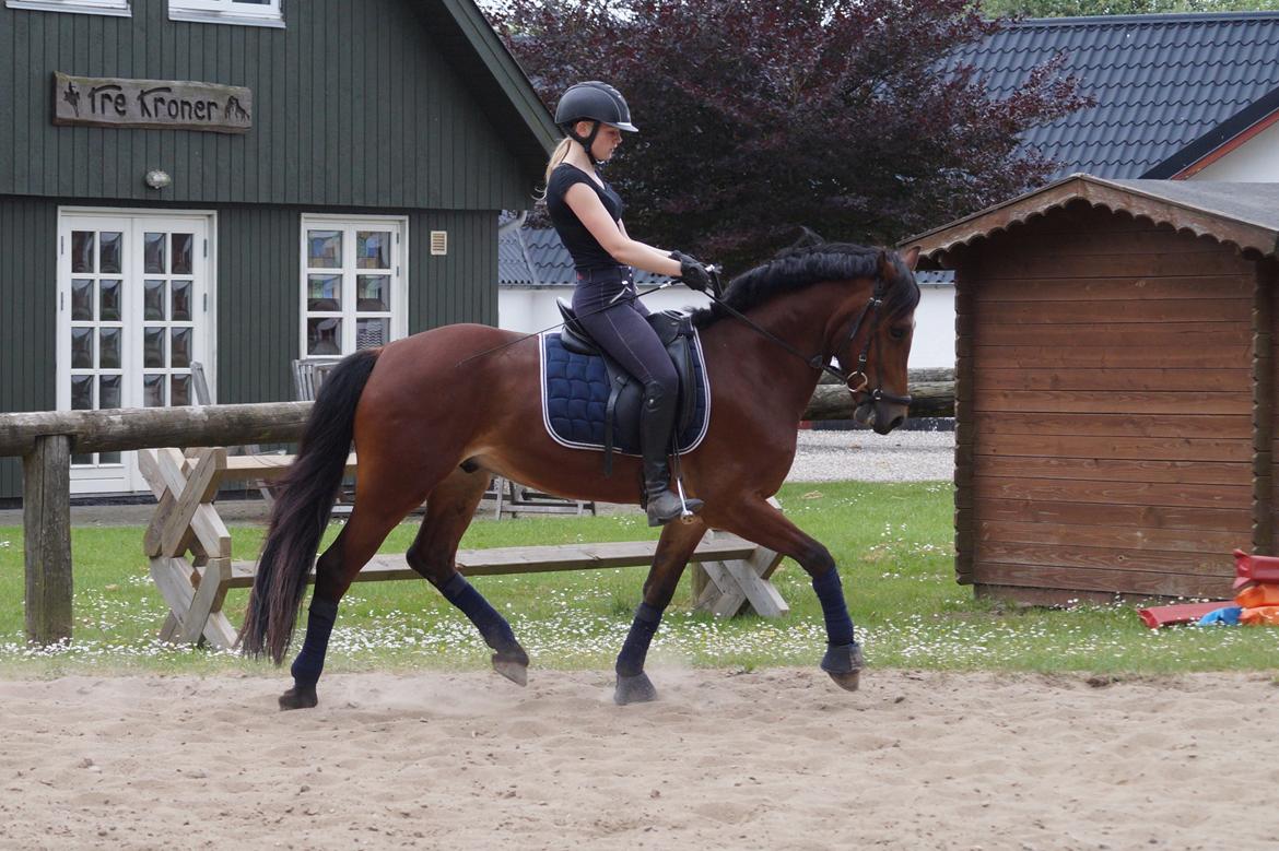 Welsh Cob (sec D) Danruss Daniel  - Træning sommer 16  billede 3