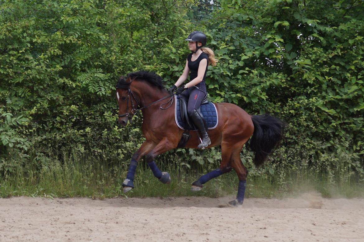 Welsh Cob (sec D) Danruss Daniel  billede 10