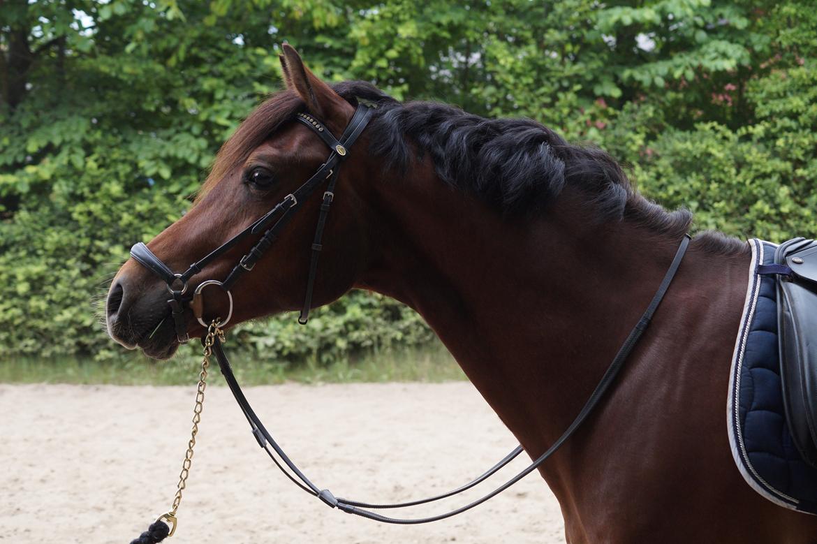 Welsh Cob (sec D) Danruss Daniel  - Skønneste Daniel <3 billede 1