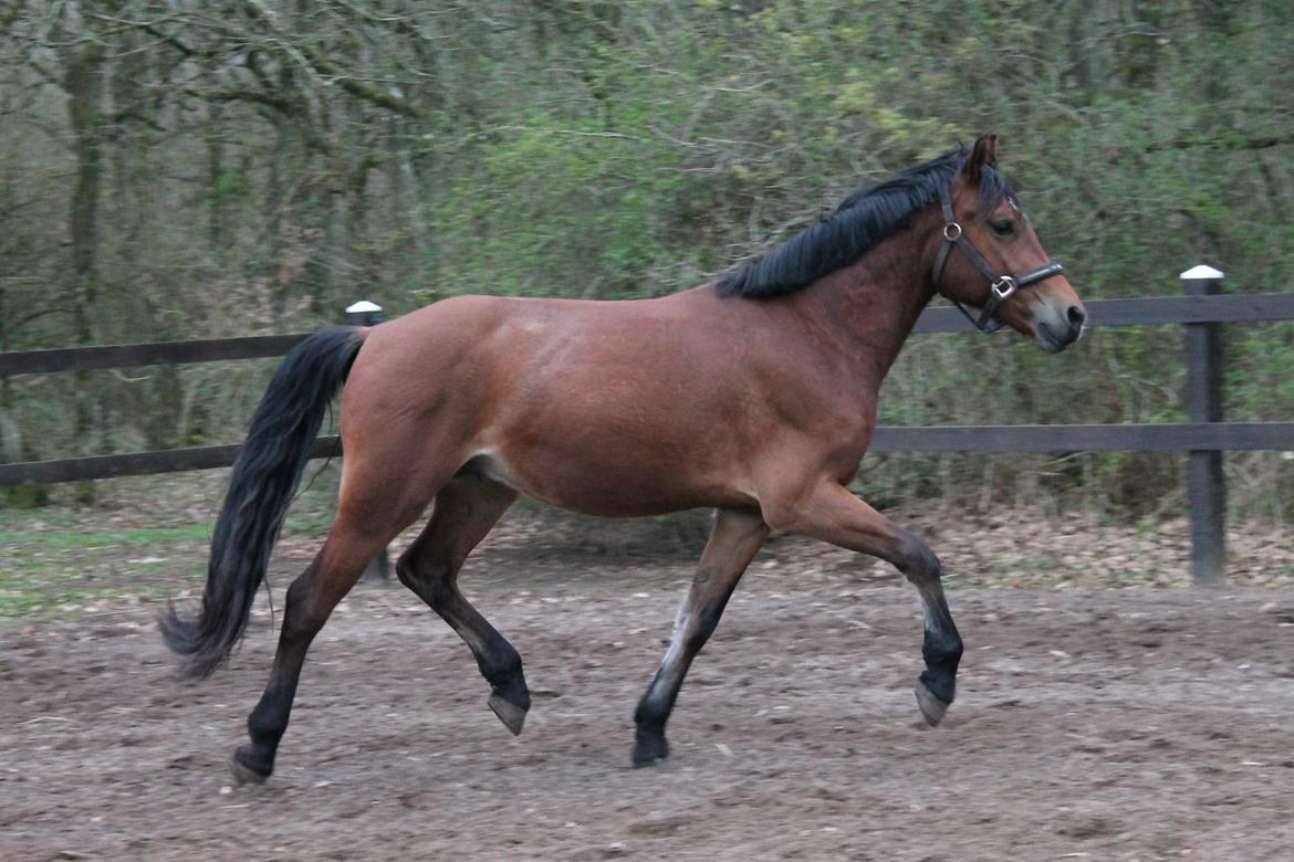 Welsh Cob (sec D) Danruss Daniel  billede 14