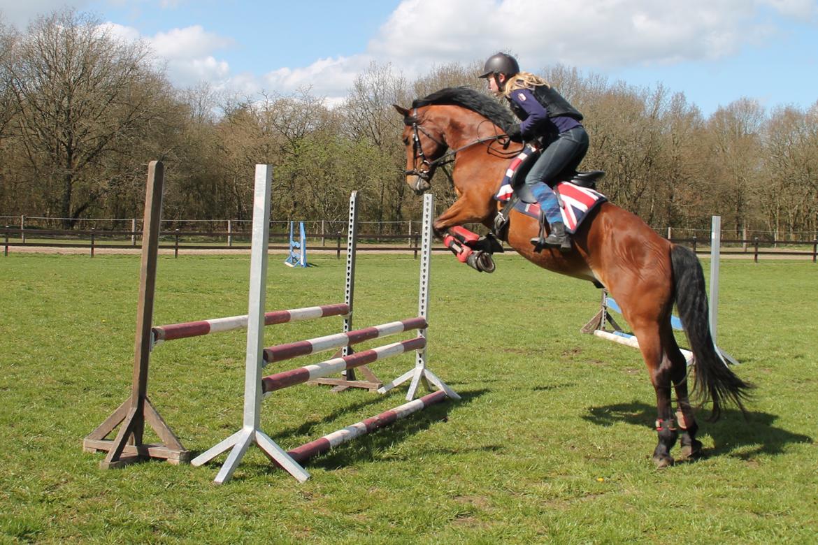 Welsh Cob (sec D) Danruss Daniel  - Sødeste - og meget ivrige - 4 års baby <3 billede 15