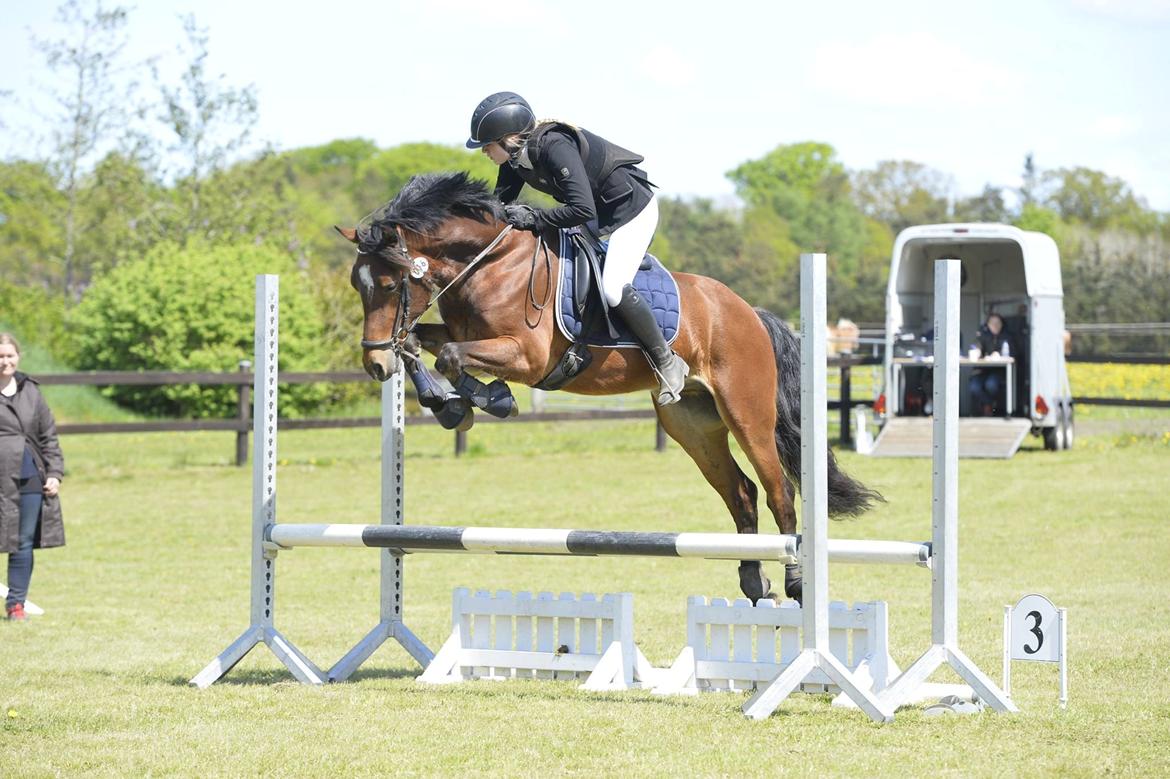 Welsh Cob (sec D) Danruss Daniel  - Massere overskud over de små spring <3 billede 6