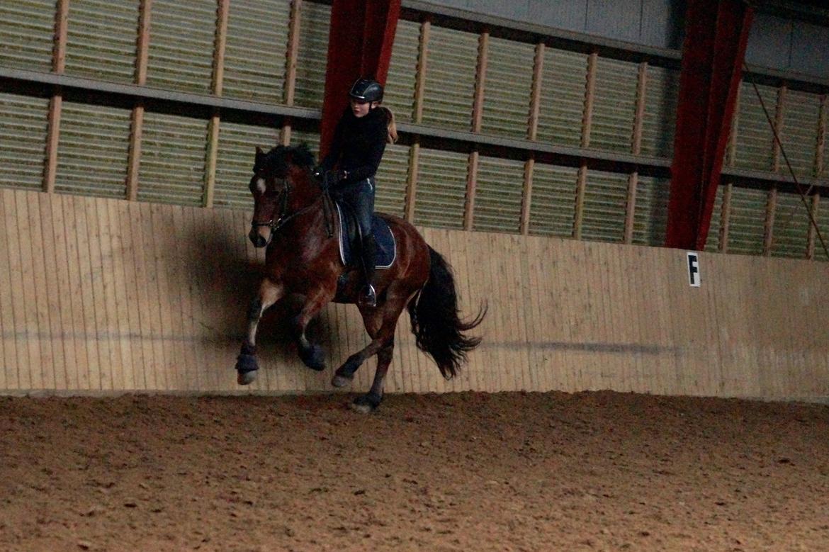 Welsh Cob (sec D) Danruss Daniel  - Skønneste Daniel nov 16 <3 billede 4