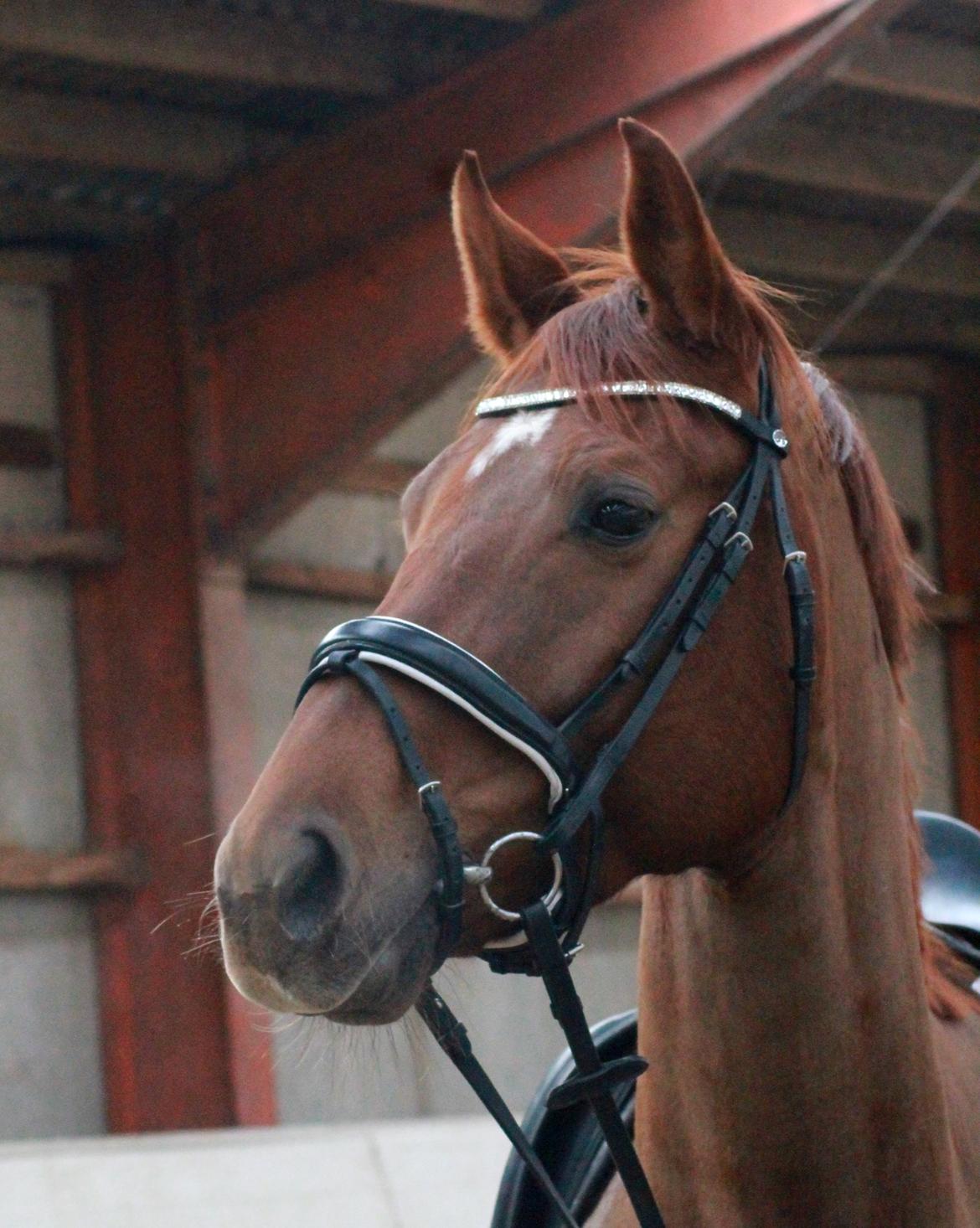 Tysk Oldenburger First Romance Bastbjerg billede 16