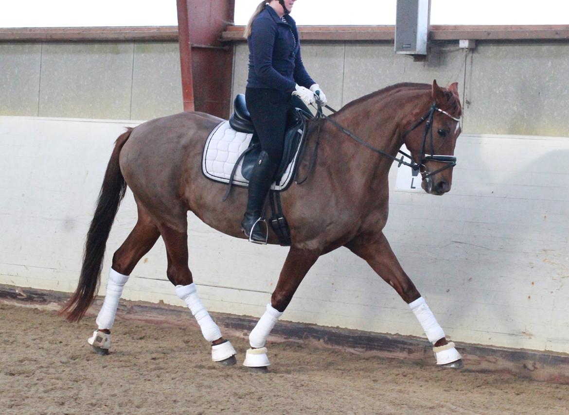 Tysk Oldenburger First Romance Bastbjerg billede 18