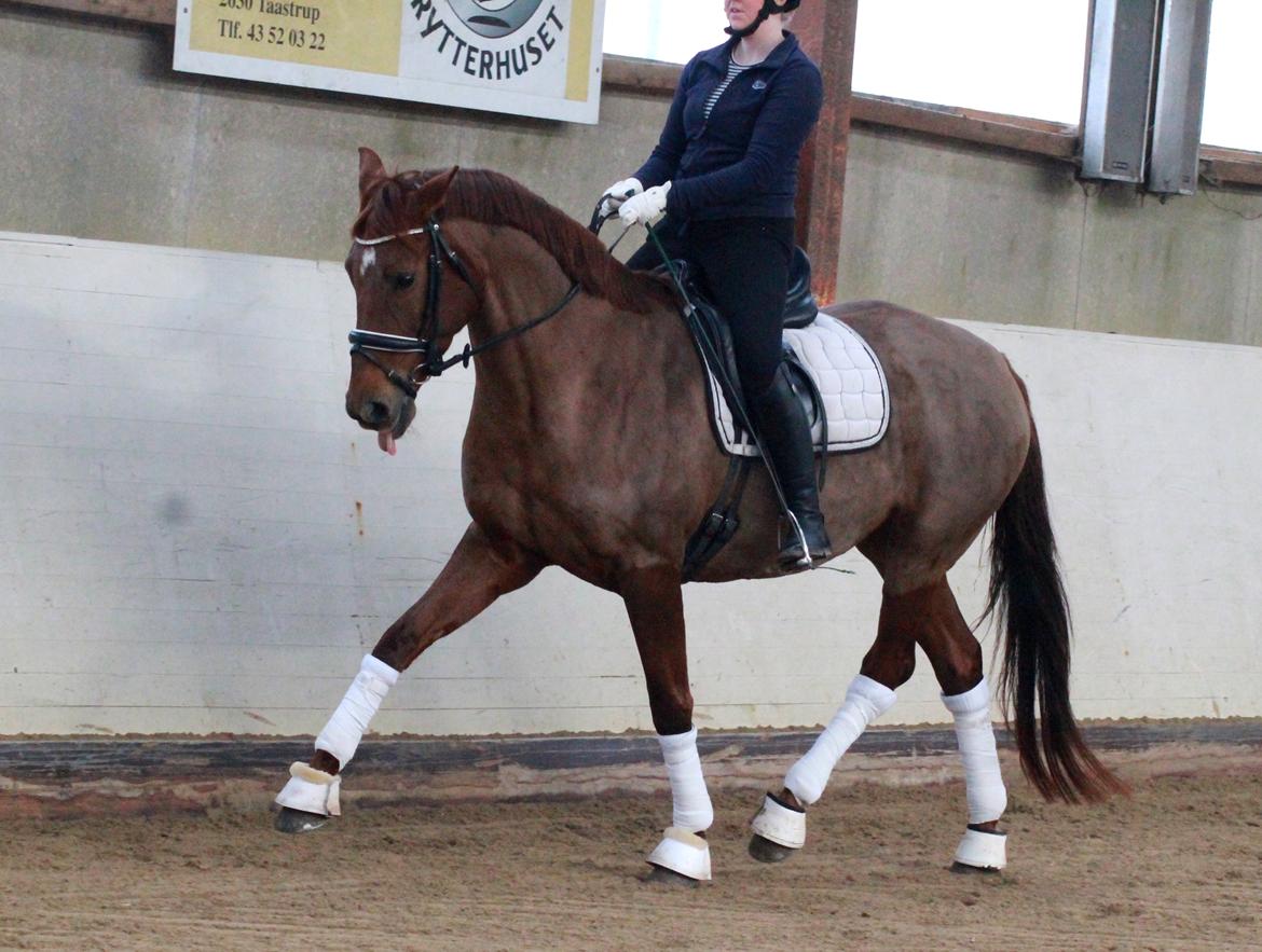 Tysk Oldenburger First Romance Bastbjerg billede 17