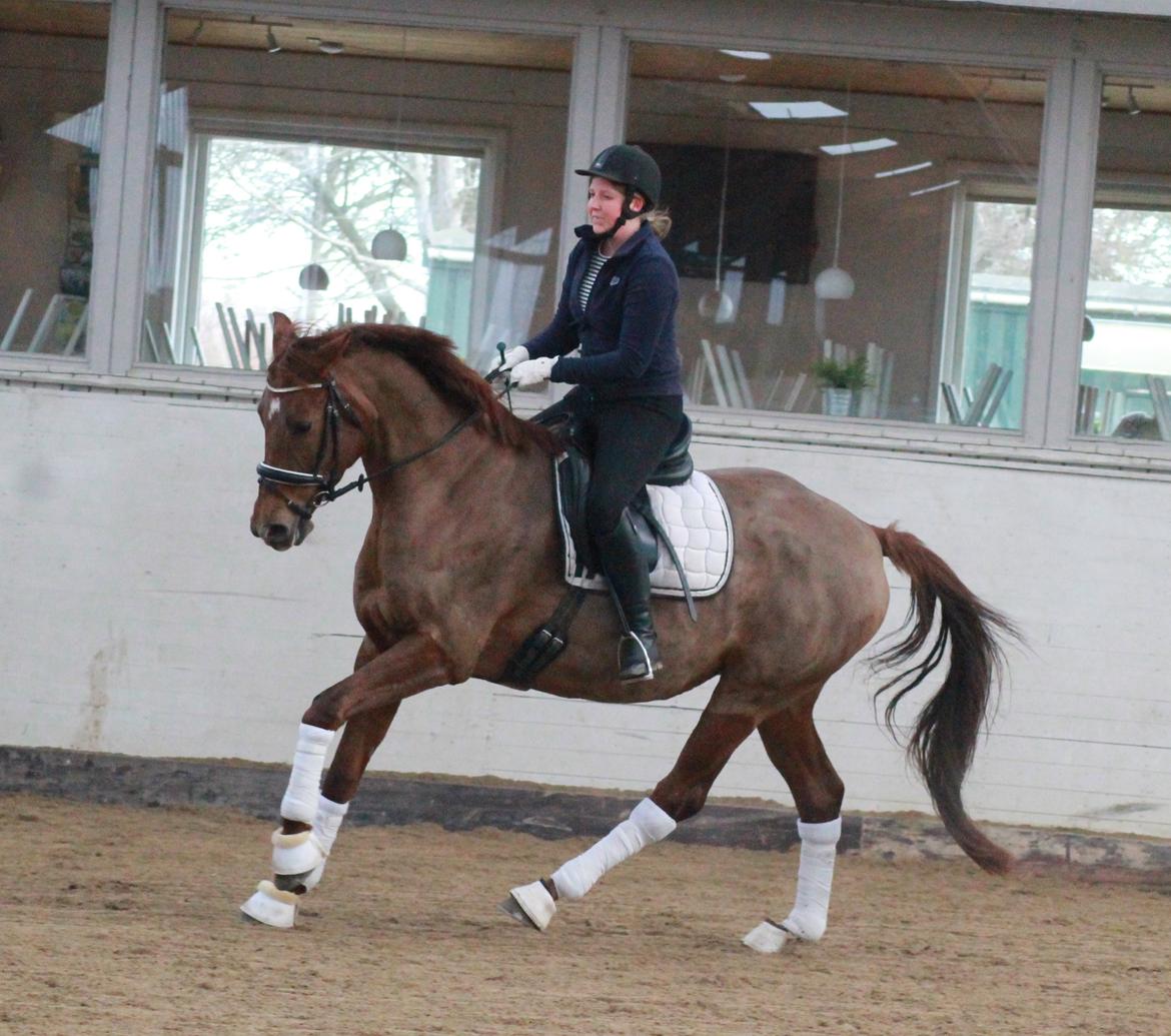 Tysk Oldenburger First Romance Bastbjerg billede 20