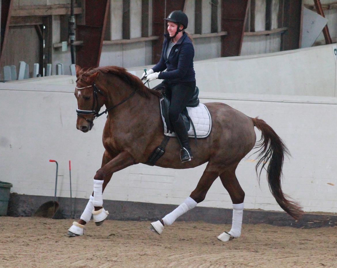 Tysk Oldenburger First Romance Bastbjerg billede 10