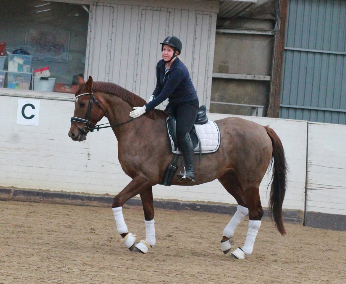 Tysk Oldenburger First Romance Bastbjerg billede 21