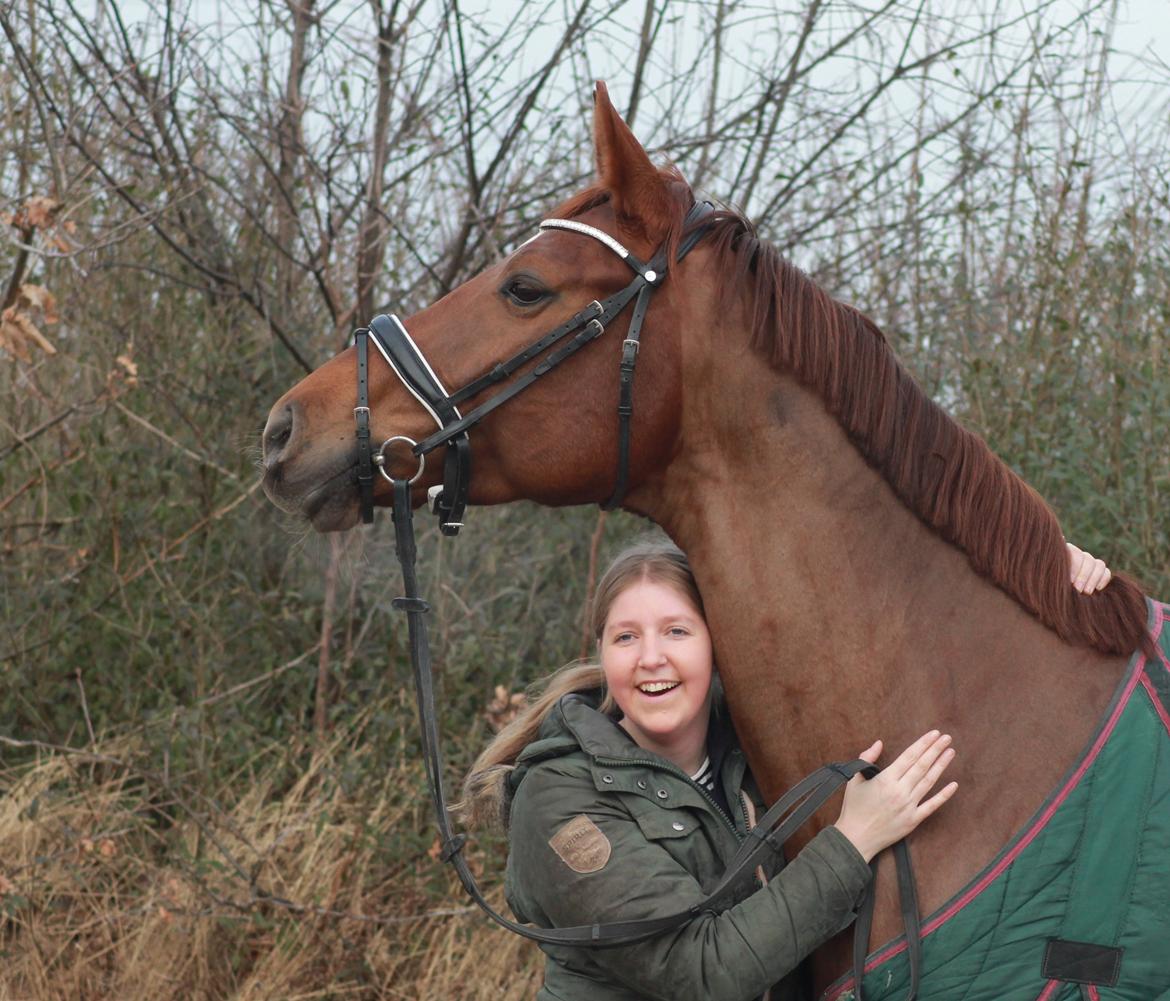 Tysk Oldenburger First Romance Bastbjerg billede 22