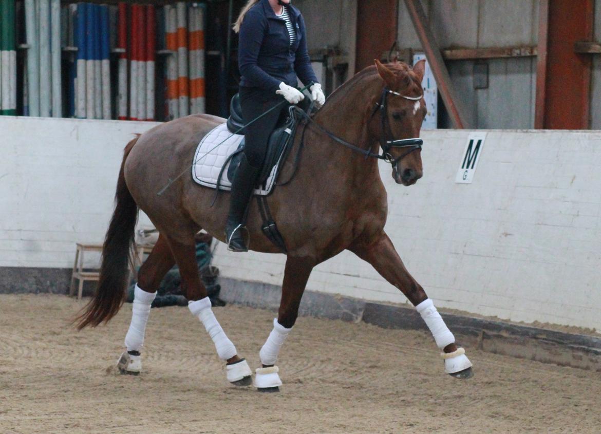 Tysk Oldenburger First Romance Bastbjerg billede 19