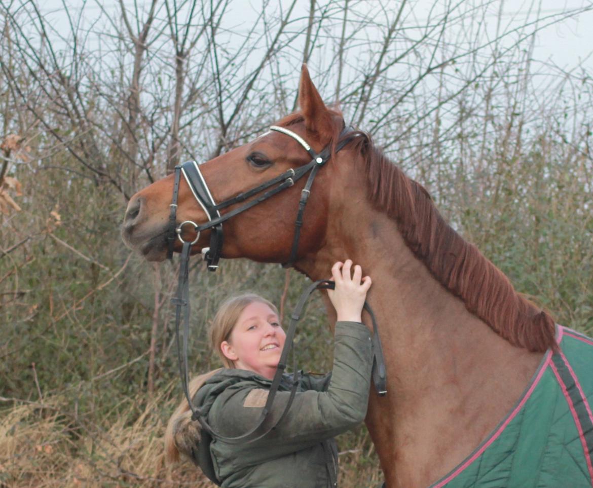 Tysk Oldenburger First Romance Bastbjerg billede 23