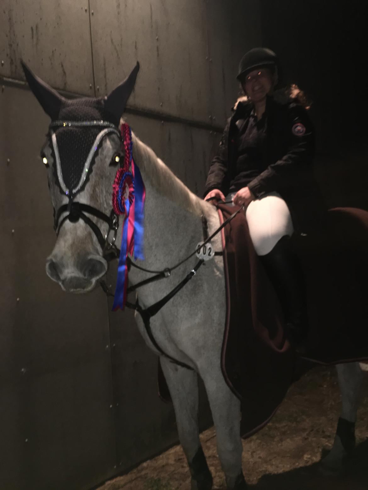 Dansk Varmblod Zirikit billede 15