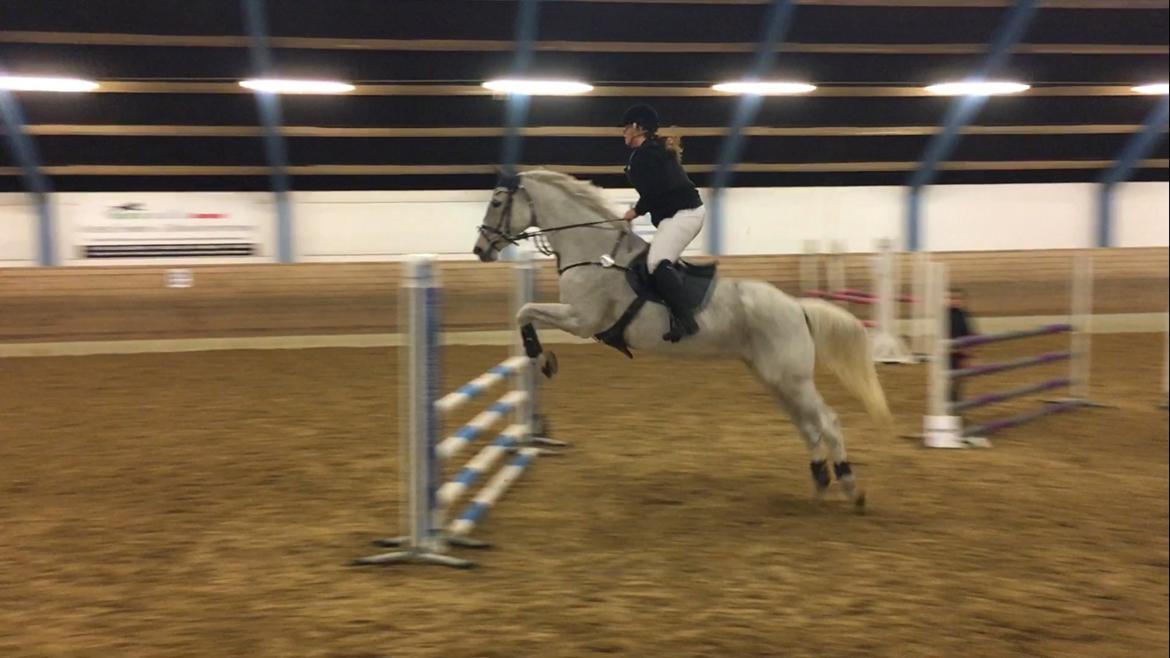 Dansk Varmblod Zirikit billede 8