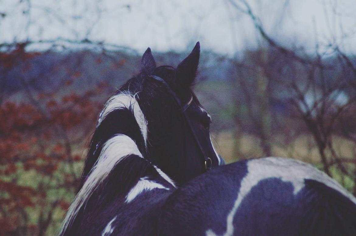 Pinto La Tinka Primavera *Min baby&Dulle2* - 01-01-2017 Beauty <3. billede 2