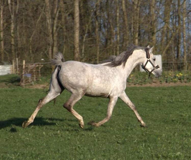 Arabisk fuldblod (OX) Birkelunds Sahar OX billede 16