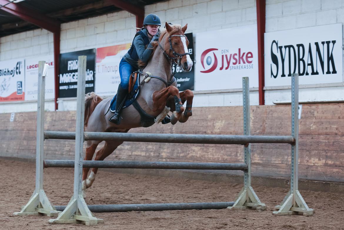 Tysk Sportspony Valentino billede 11