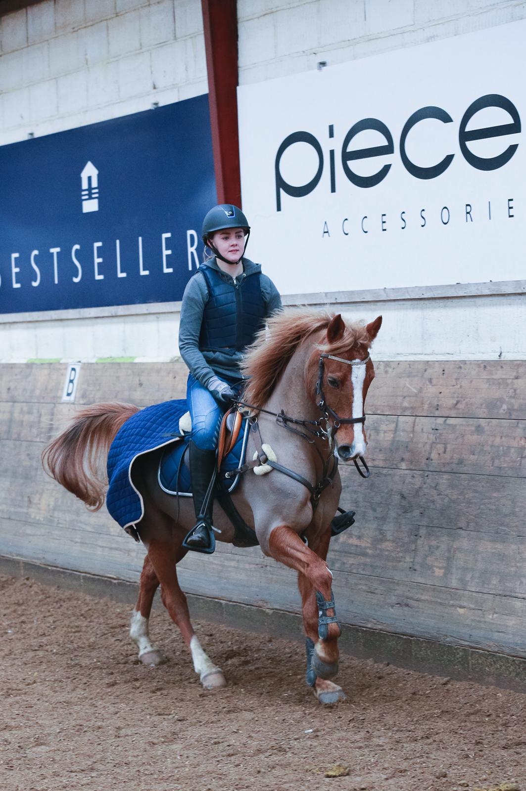 Tysk Sportspony Valentino billede 10