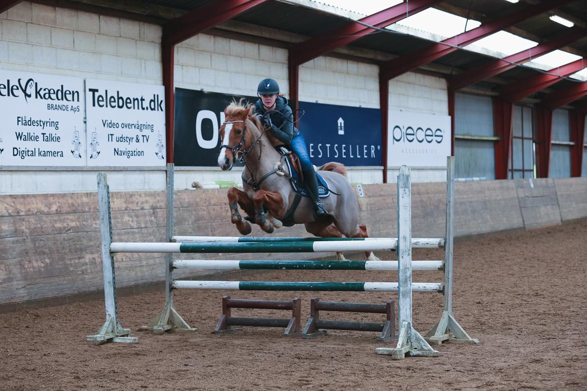 Tysk Sportspony Valentino billede 12