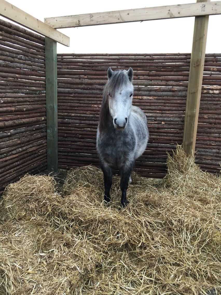 Dartmoor Klostermarkens Julius billede 1