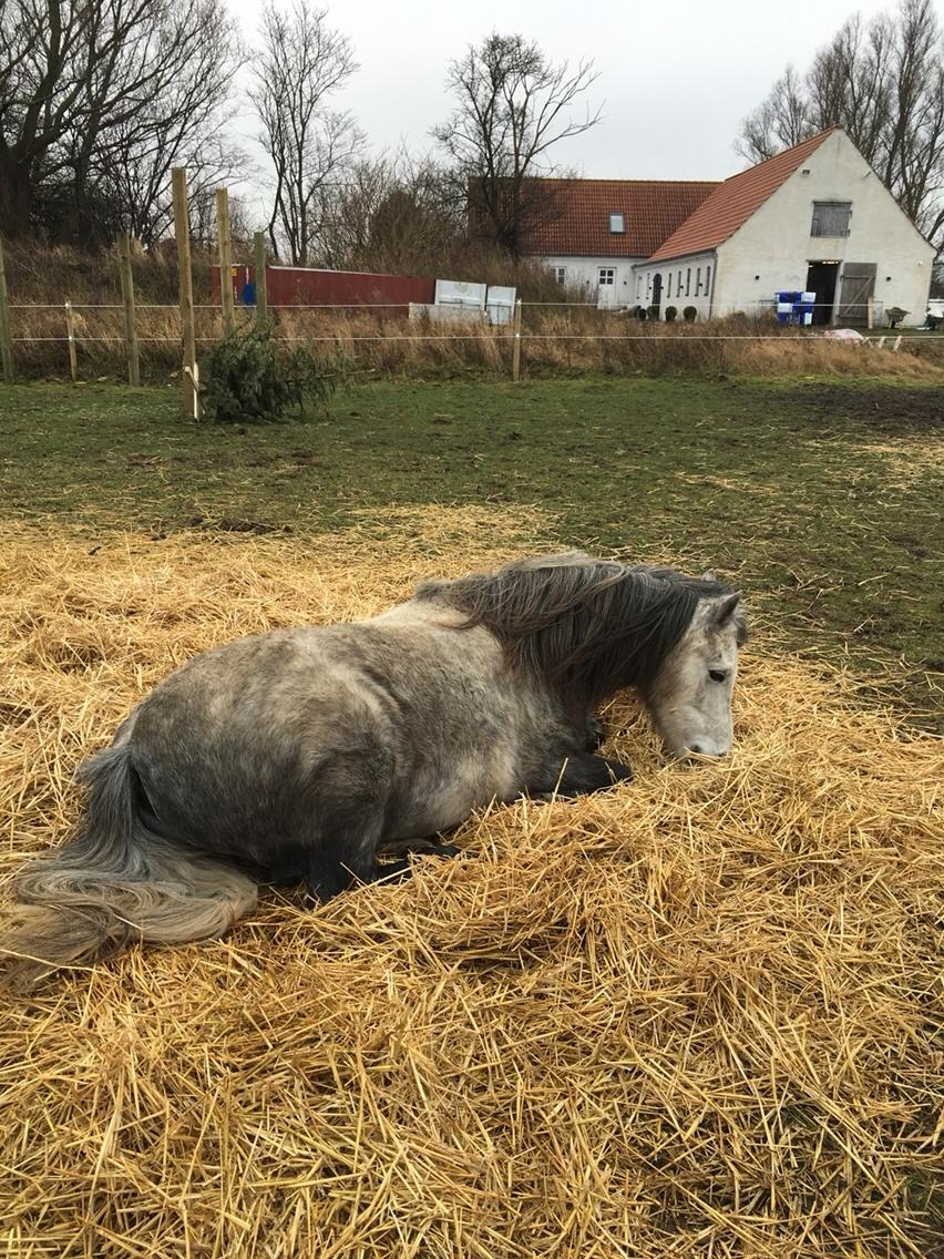 Dartmoor Klostermarkens Julius billede 3