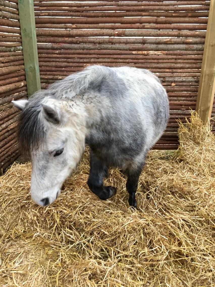 Dartmoor Klostermarkens Julius billede 2