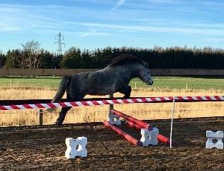 Dartmoor Klostermarkens Julius billede 5