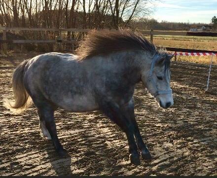 Dartmoor Klostermarkens Julius billede 4