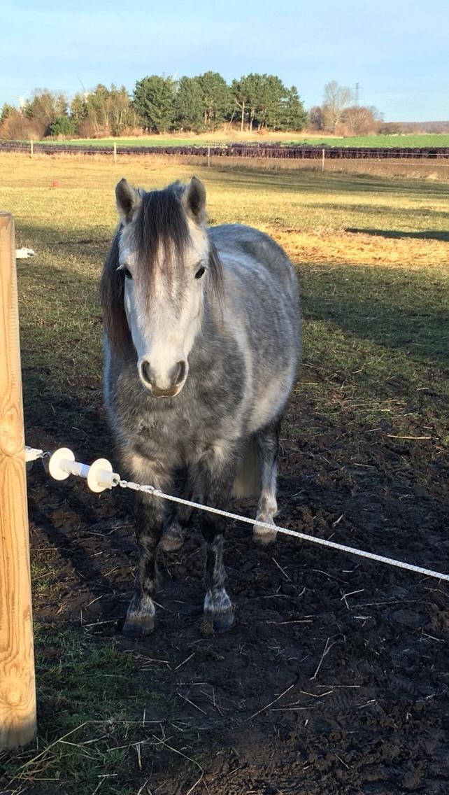Dartmoor Klostermarkens Julius billede 6
