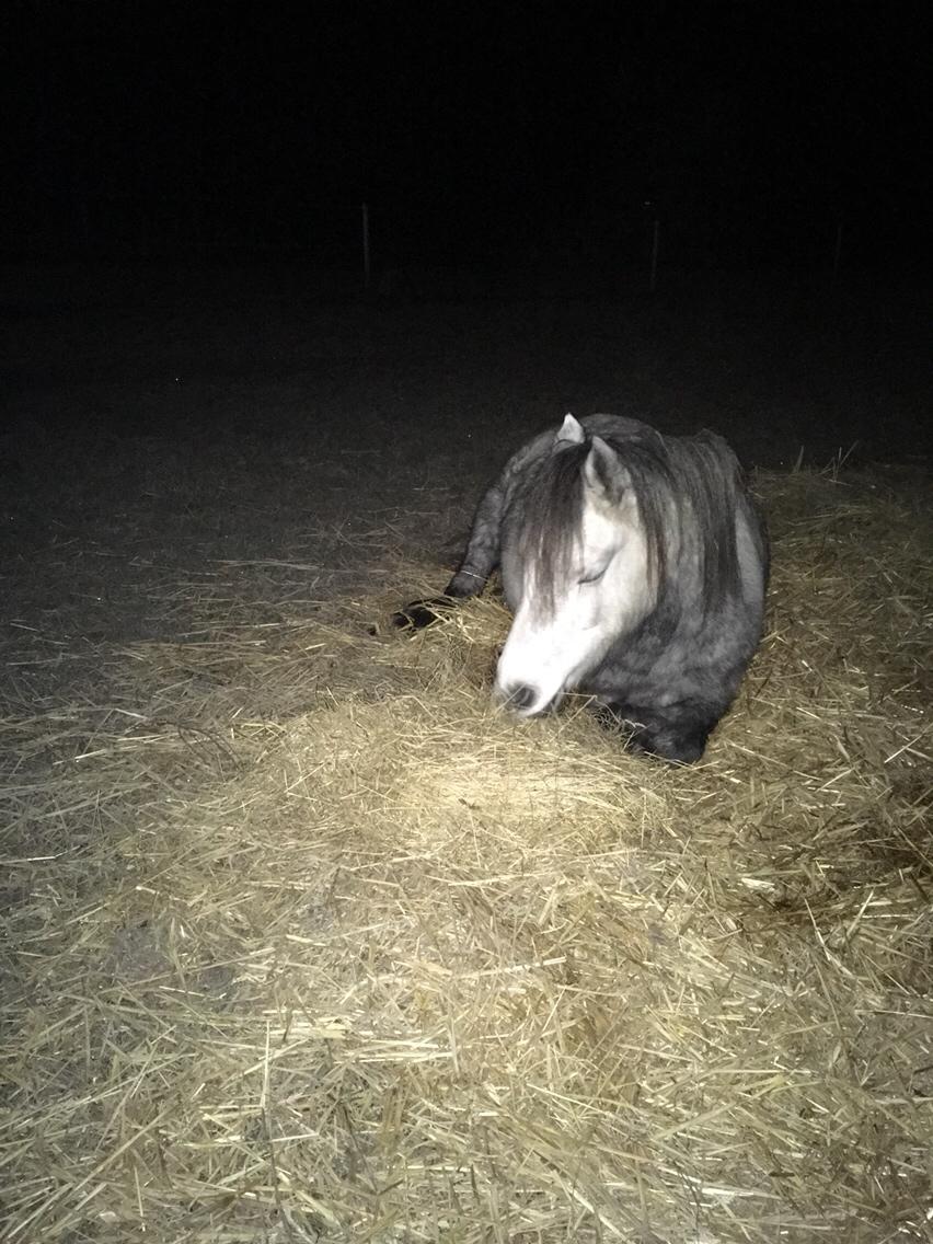 Dartmoor Klostermarkens Julius billede 7