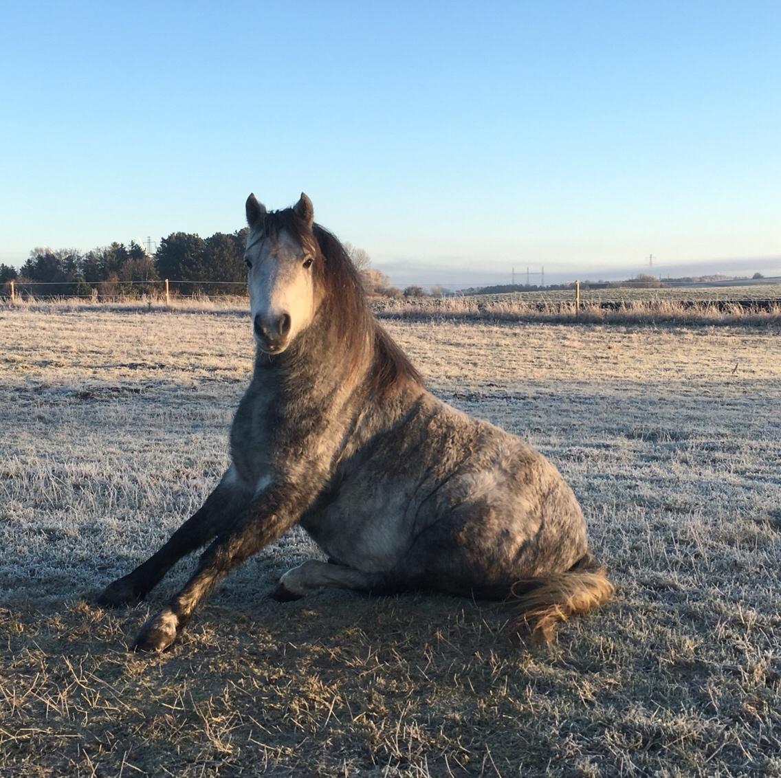 Dartmoor Klostermarkens Julius billede 8