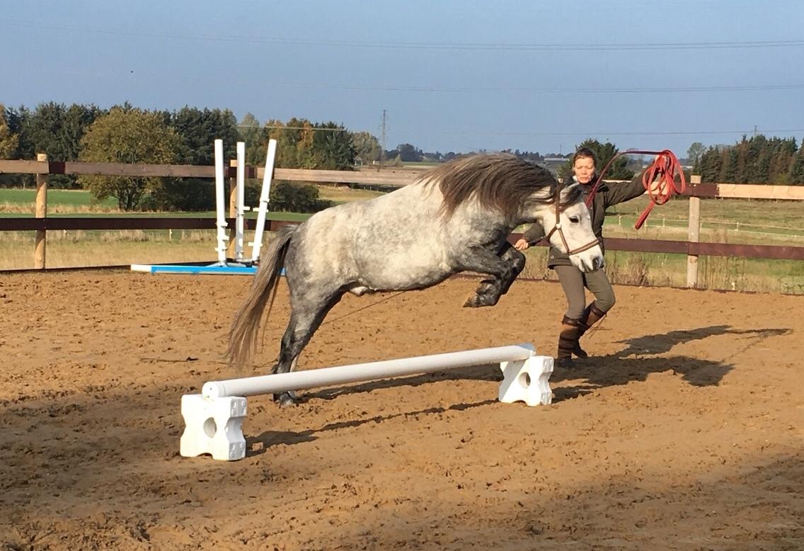 Dartmoor Klostermarkens Julius billede 9