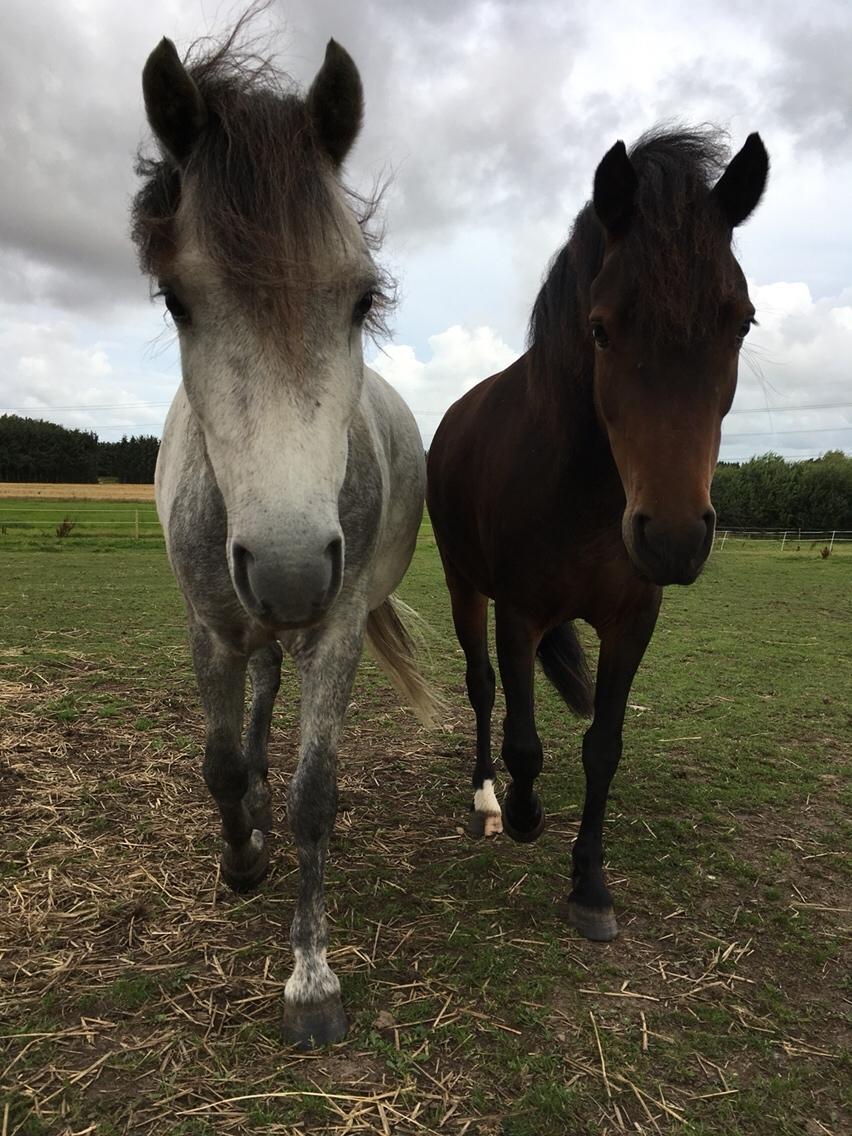 Dartmoor Klostermarkens Julius billede 10