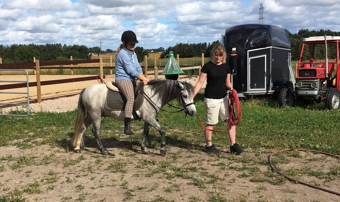 Dartmoor Klostermarkens Julius billede 12