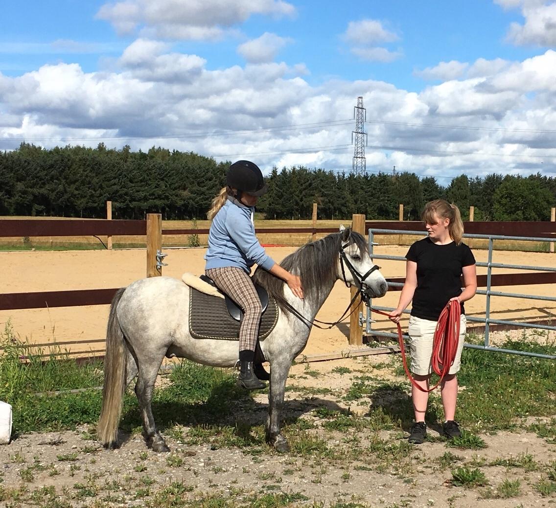 Dartmoor Klostermarkens Julius billede 11
