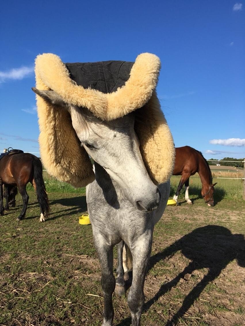 Dartmoor Klostermarkens Julius billede 13