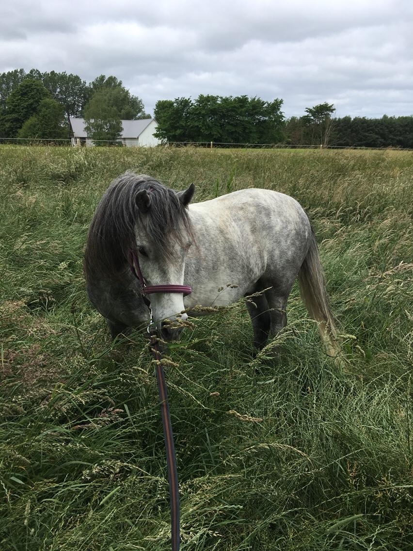 Dartmoor Klostermarkens Julius billede 15