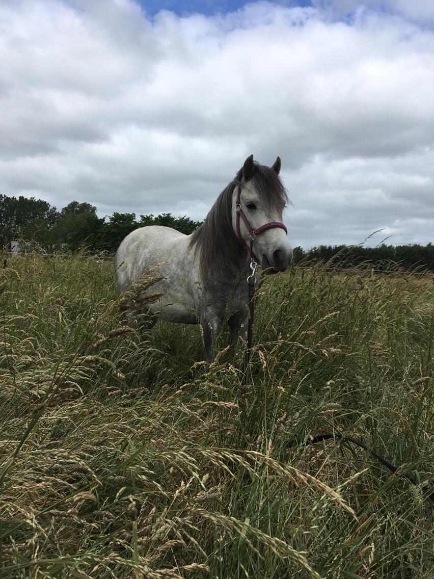 Dartmoor Klostermarkens Julius billede 14