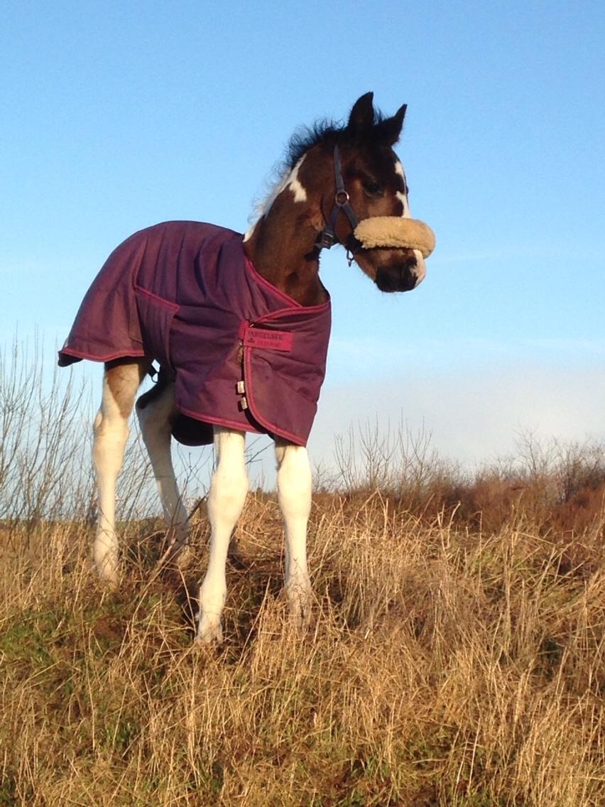 Barockpinto Honorous Jorg Ancrath billede 14