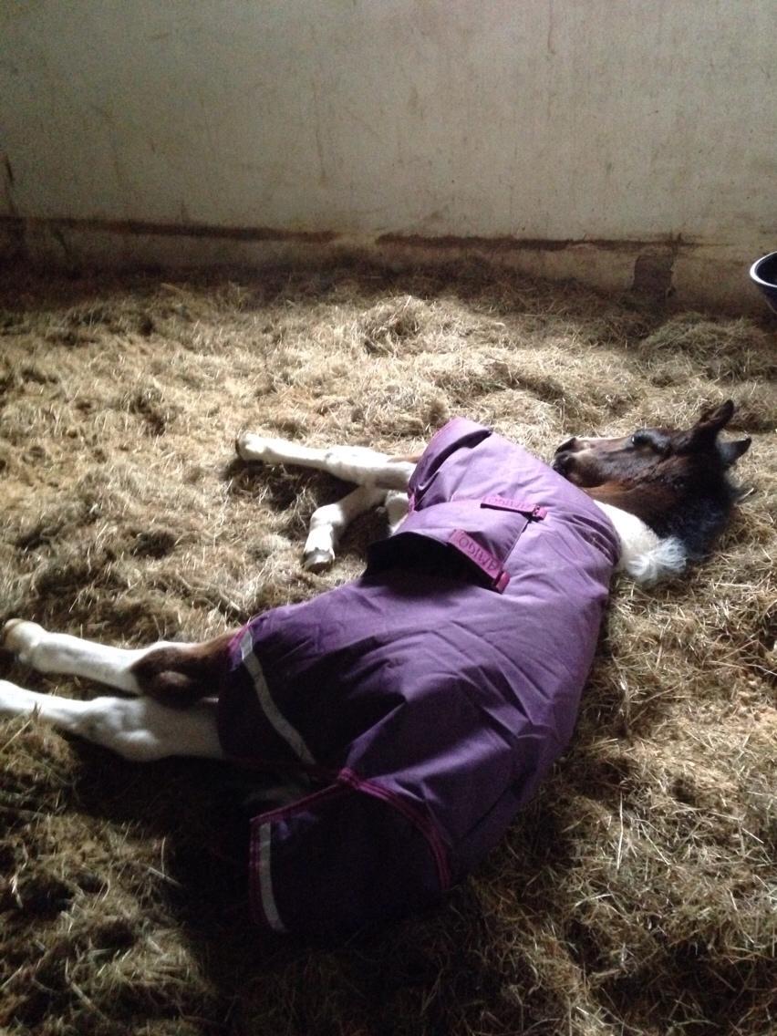 Barockpinto Honorous Jorg Ancrath billede 16