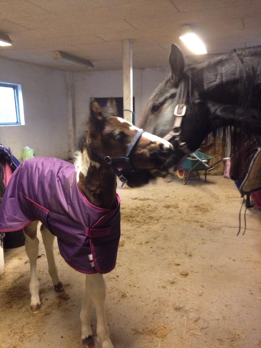 Barockpinto Honorous Jorg Ancrath billede 17